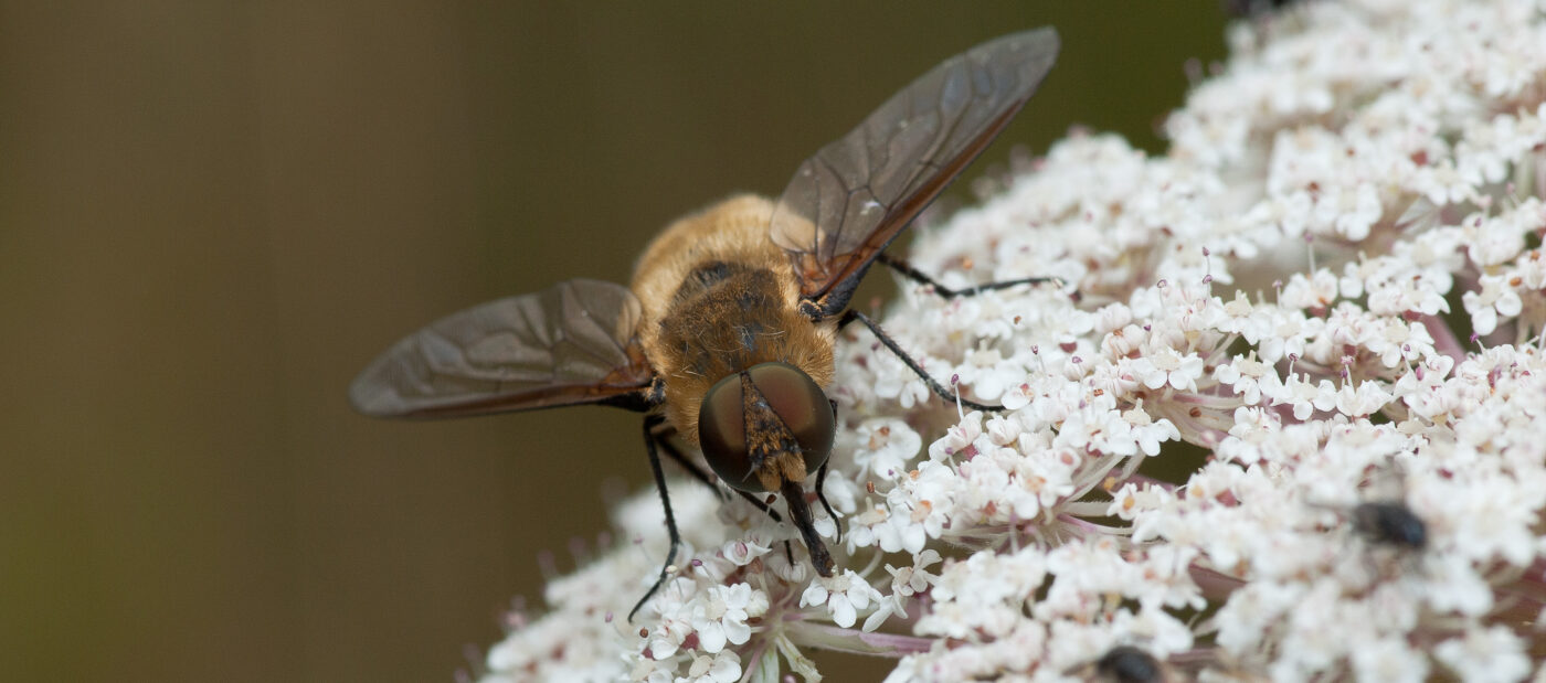 2019-07-17 - NSG Resser Wald und Emscherbruch