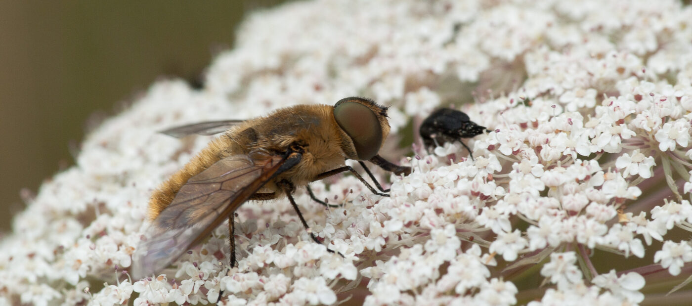 2019-07-17 - NSG Resser Wald und Emscherbruch