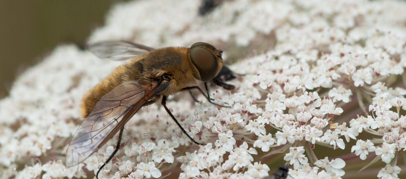 2019-07-17 - NSG Resser Wald und Emscherbruch