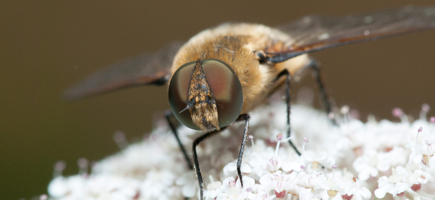 2019-07-17 - NSG Resser Wald und Emscherbruch