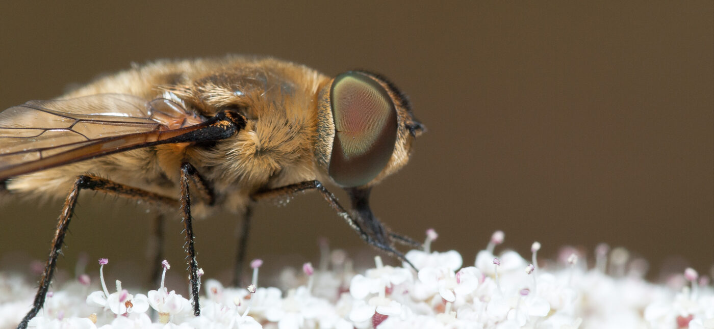 2019-07-17 - NSG Resser Wald und Emscherbruch