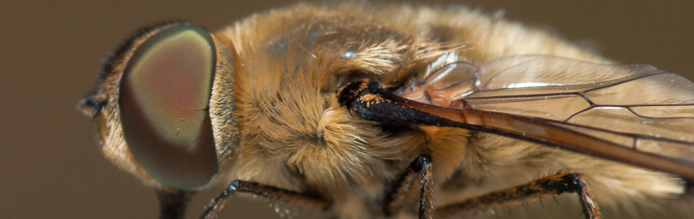 2019-07-17 - NSG Resser Wald und Emscherbruch