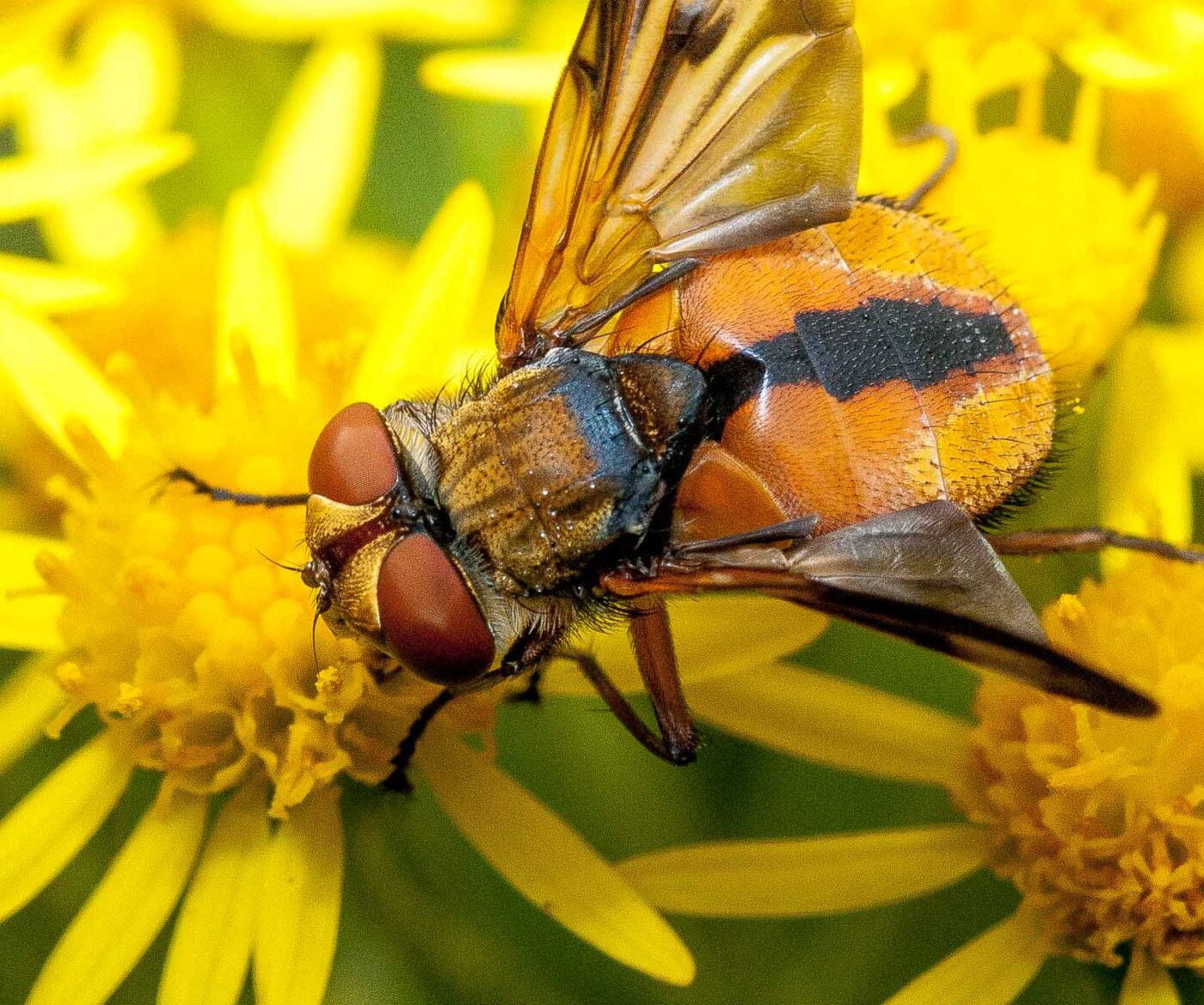 2019-07-17 - NSG Resser Wald und Emscherbruch