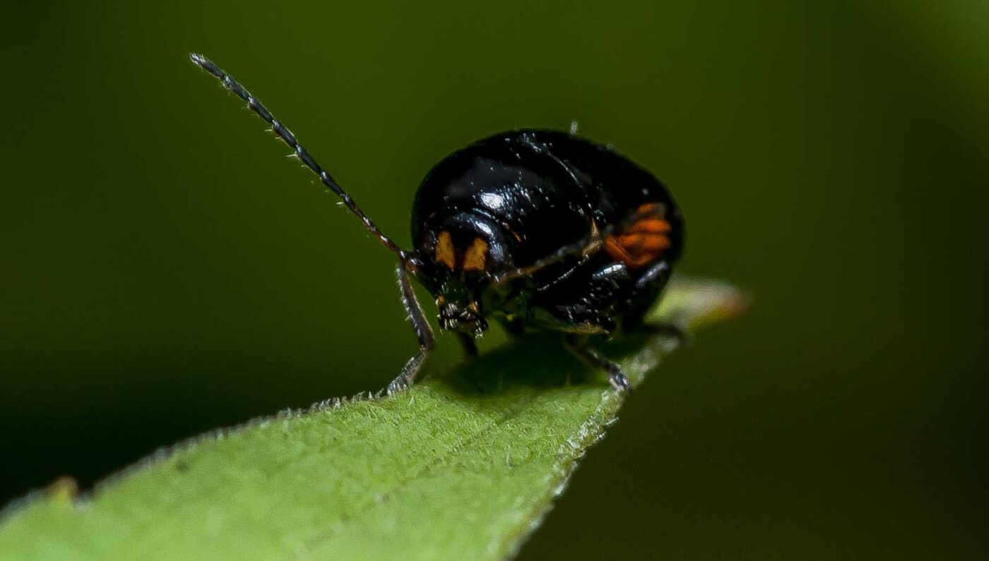 2019-07-17 - NSG Resser Wald und Emscherbruch