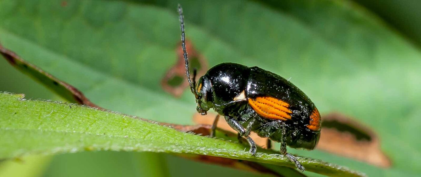 2019-07-17 - NSG Resser Wald und Emscherbruch