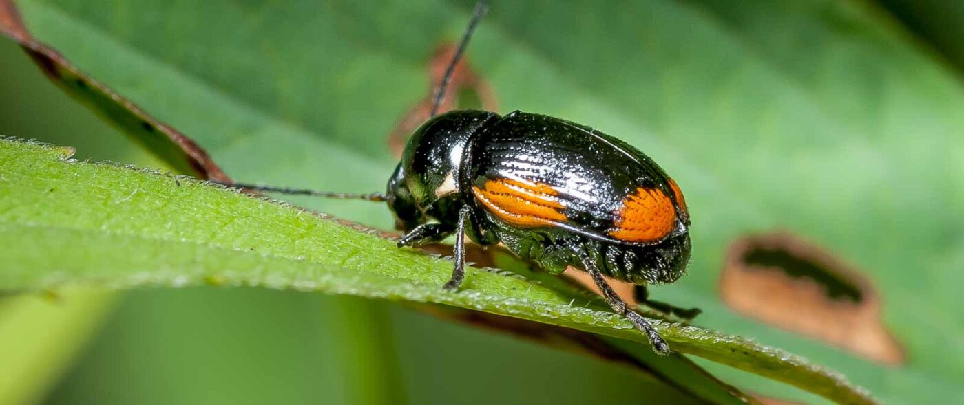 2019-07-17 - NSG Resser Wald und Emscherbruch