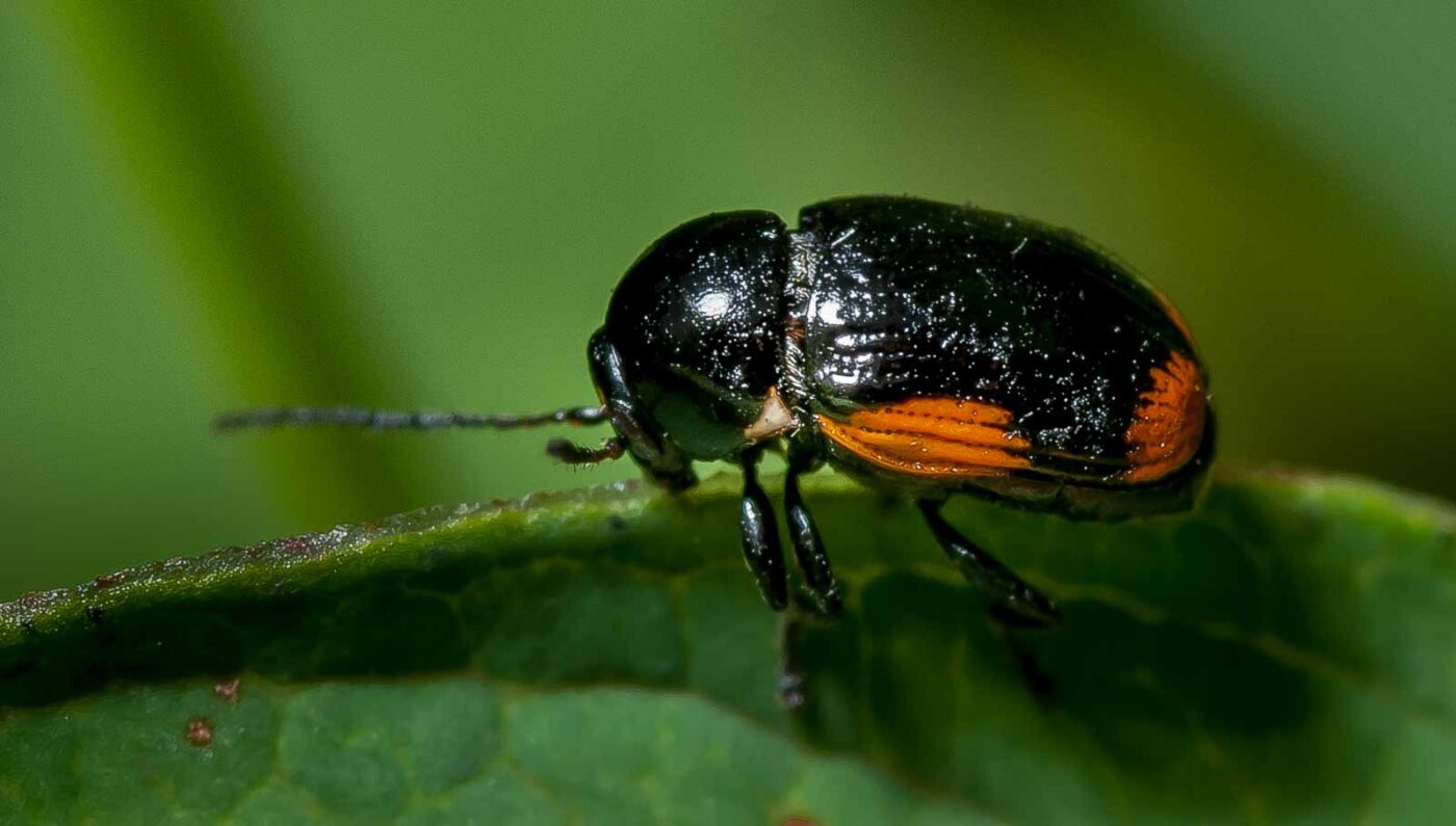 2019-07-17 - NSG Resser Wald und Emscherbruch