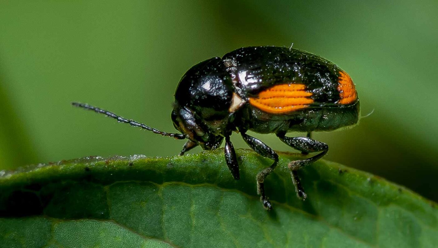 2019-07-17 - NSG Resser Wald und Emscherbruch