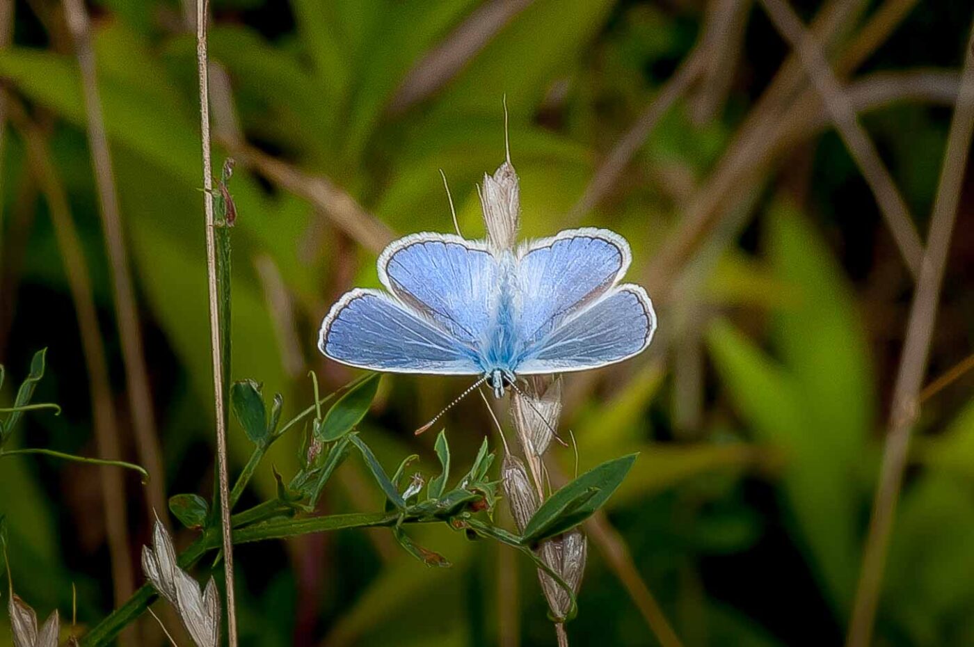 2019-07-17 - NSG Resser Wald und Emscherbruch