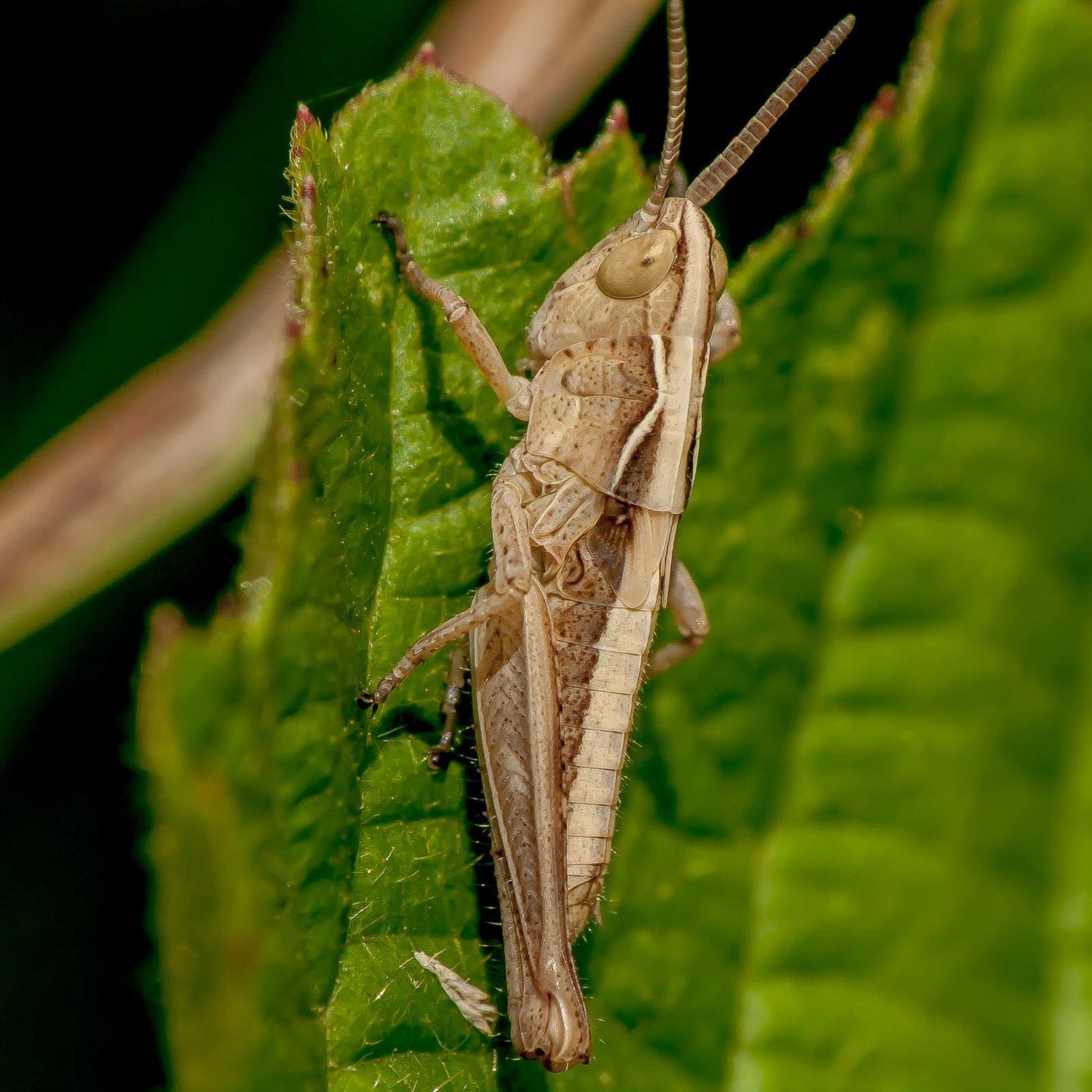 2019-07-17 - NSG Resser Wald und Emscherbruch