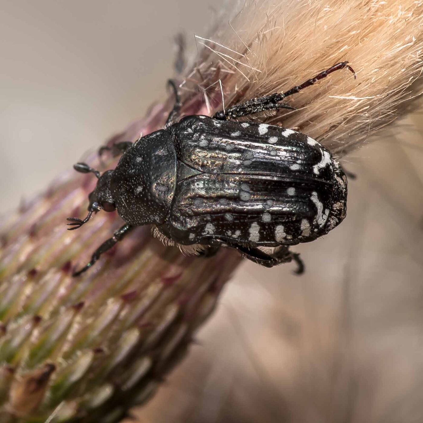 2019-07-17 - NSG Resser Wald und Emscherbruch