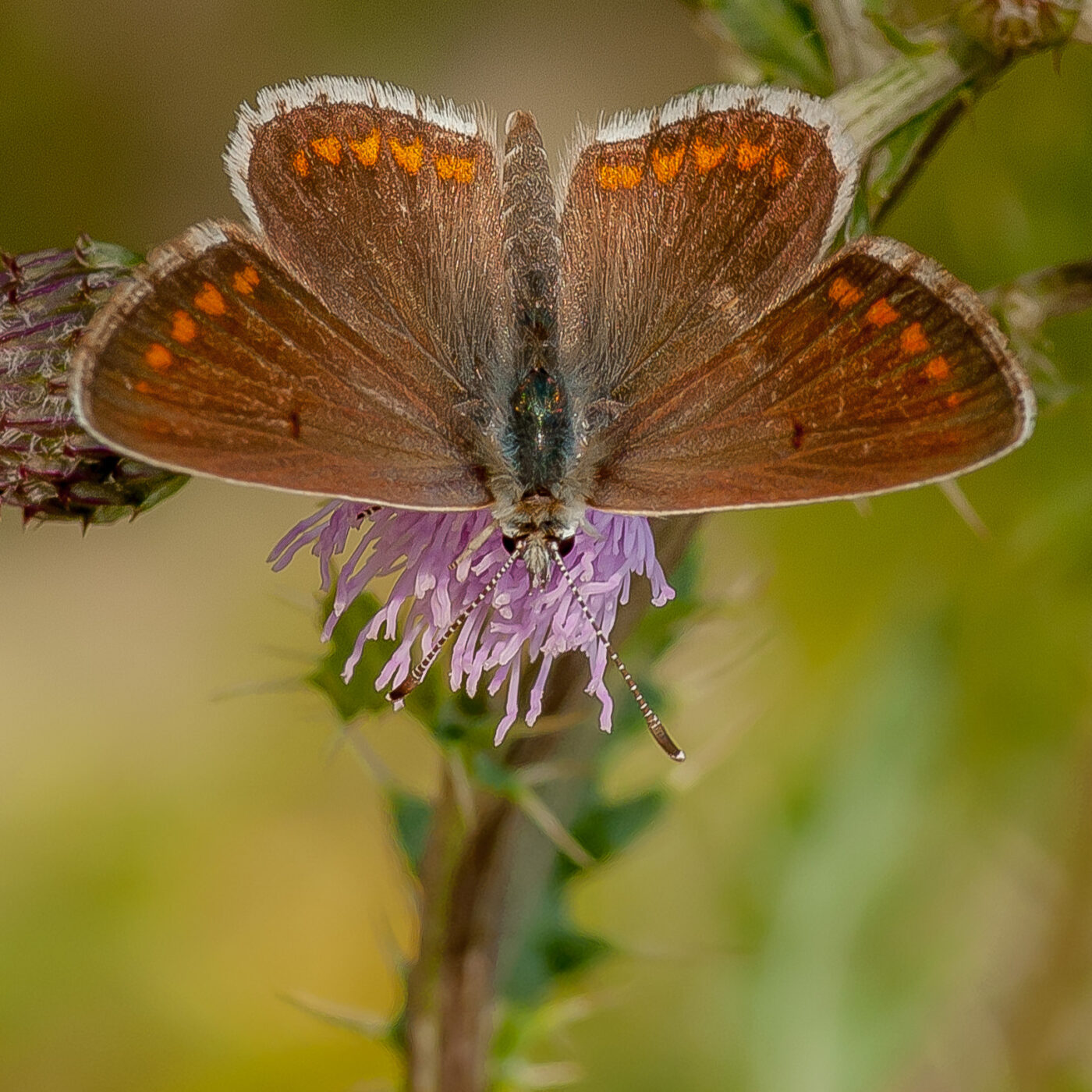 2019-07-17 - NSG Resser Wald und Emscherbruch