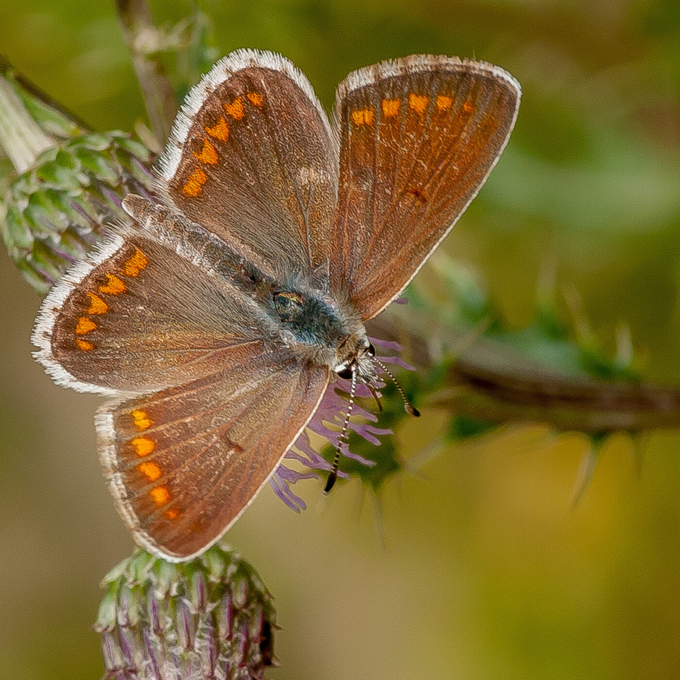 2019-07-17 - NSG Resser Wald und Emscherbruch
