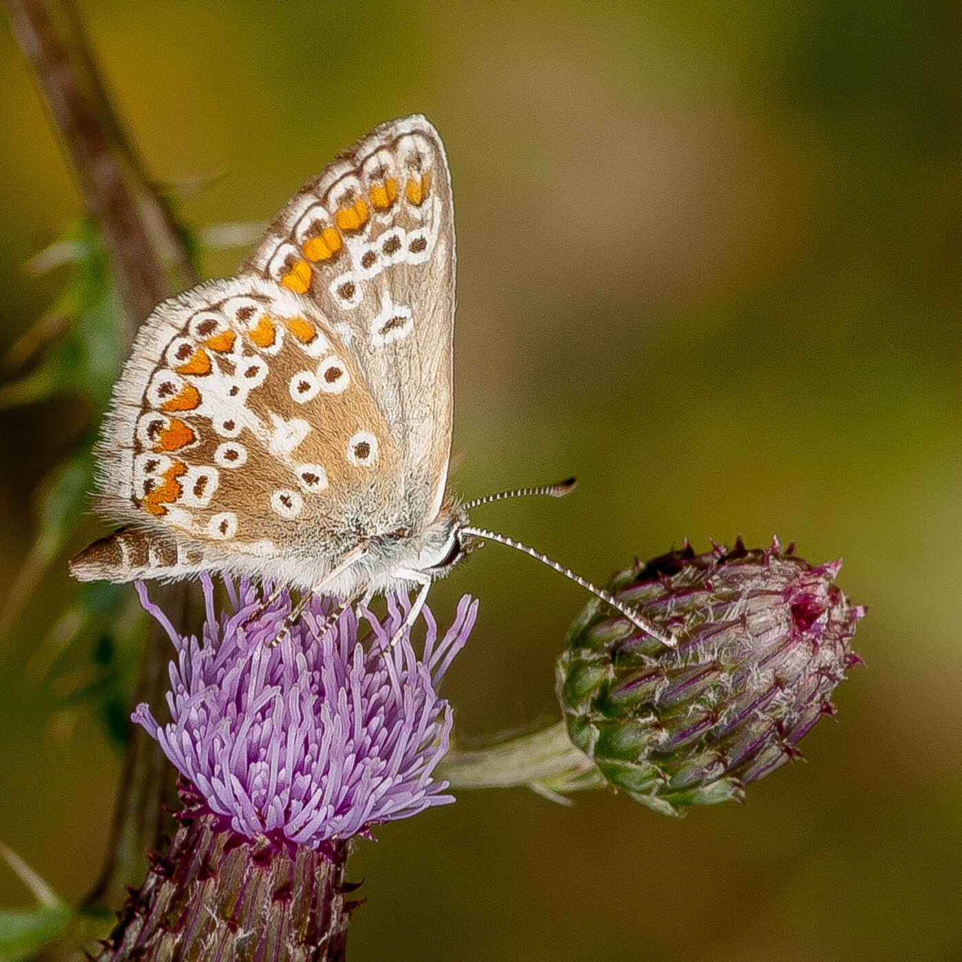 2019-07-17 - NSG Resser Wald und Emscherbruch