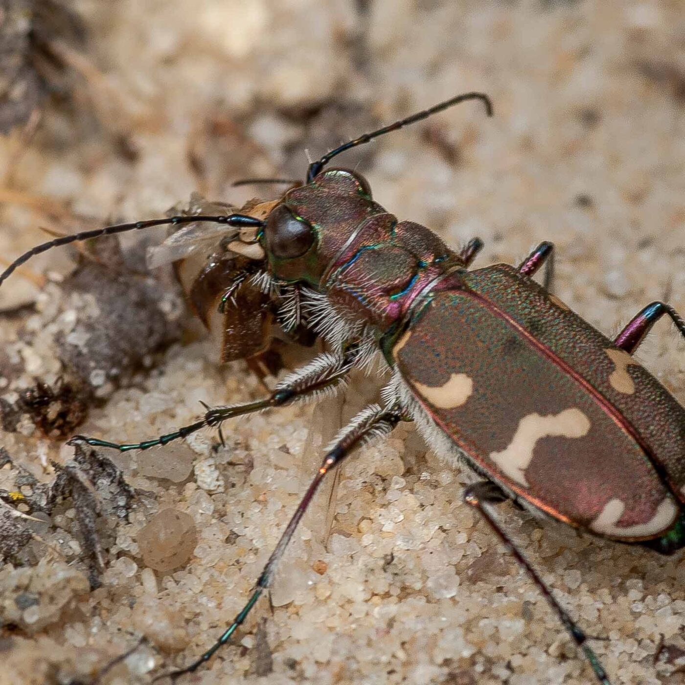 2019-07-17 - NSG Resser Wald und Emscherbruch