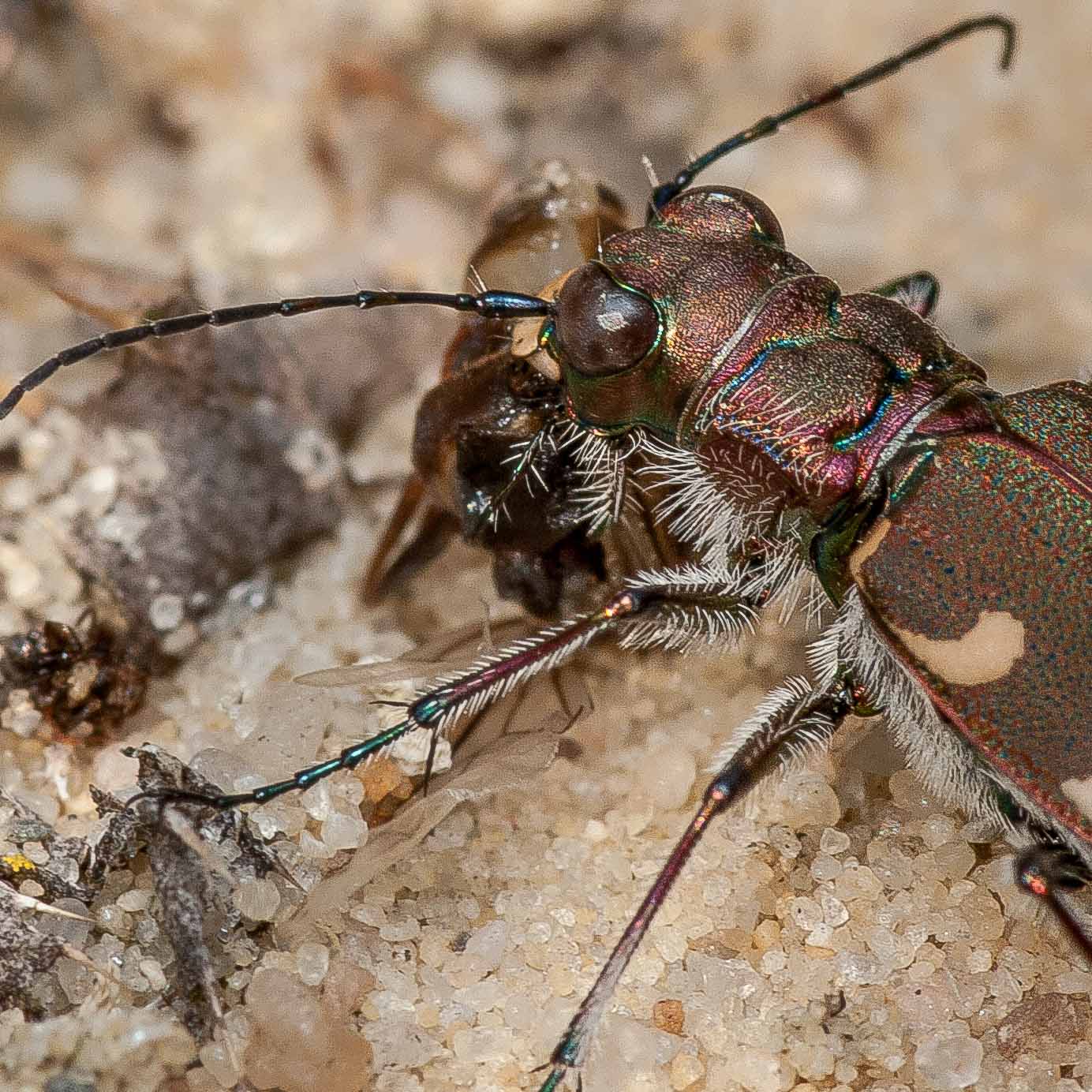 2019-07-17 - NSG Resser Wald und Emscherbruch