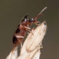 2019-07-17 - NSG Resser Wald und Emscherbruch