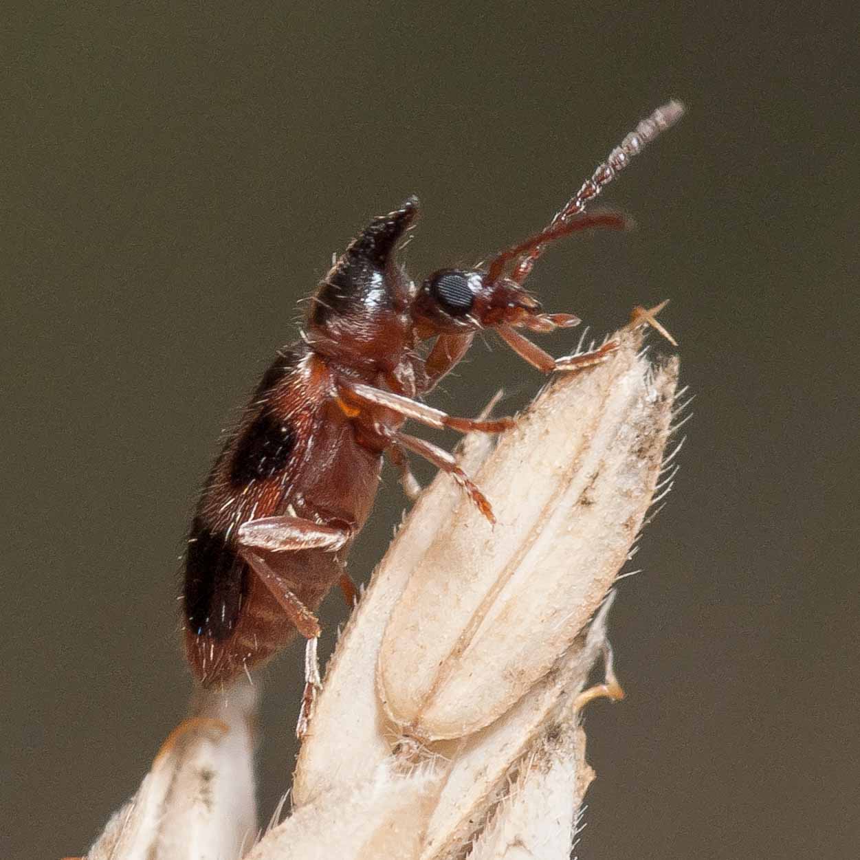°gemeiner einhornkäfer°