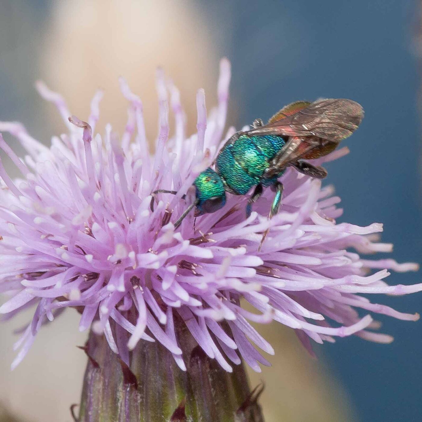 2019-07-17 - NSG Resser Wald und Emscherbruch