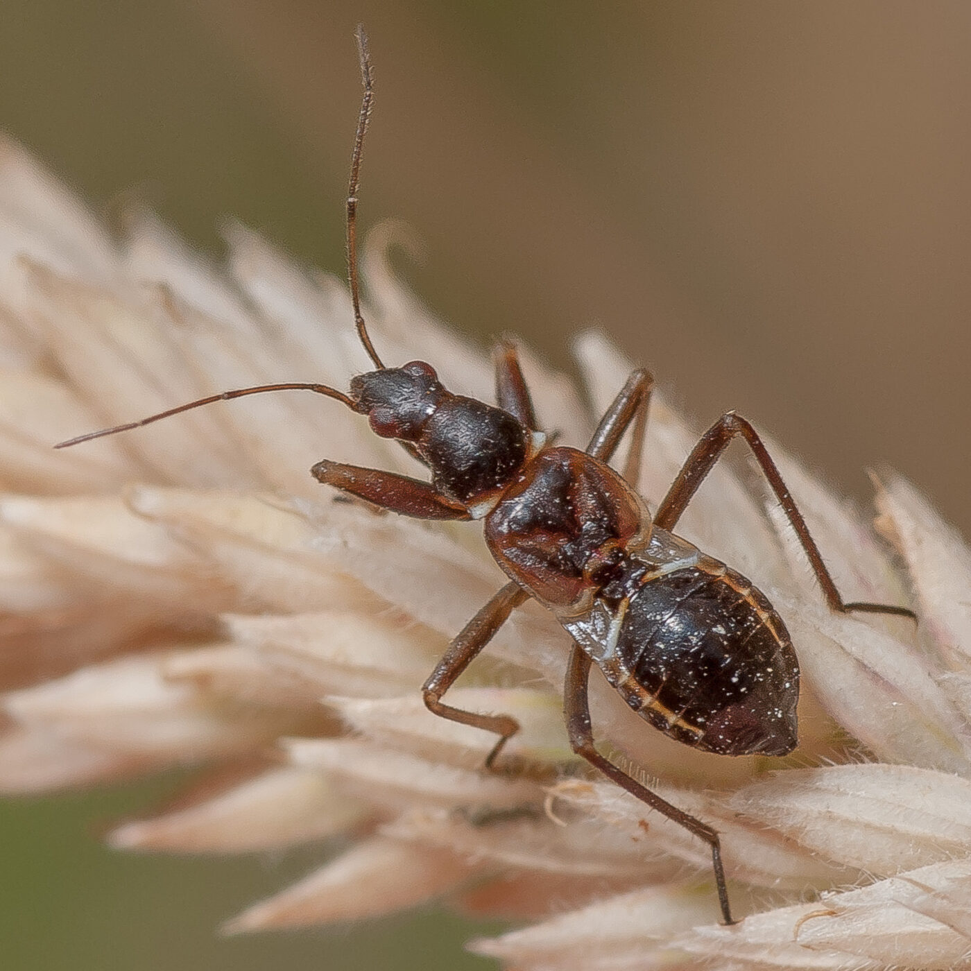 2019-07-17 - NSG Resser Wald und Emscherbruch