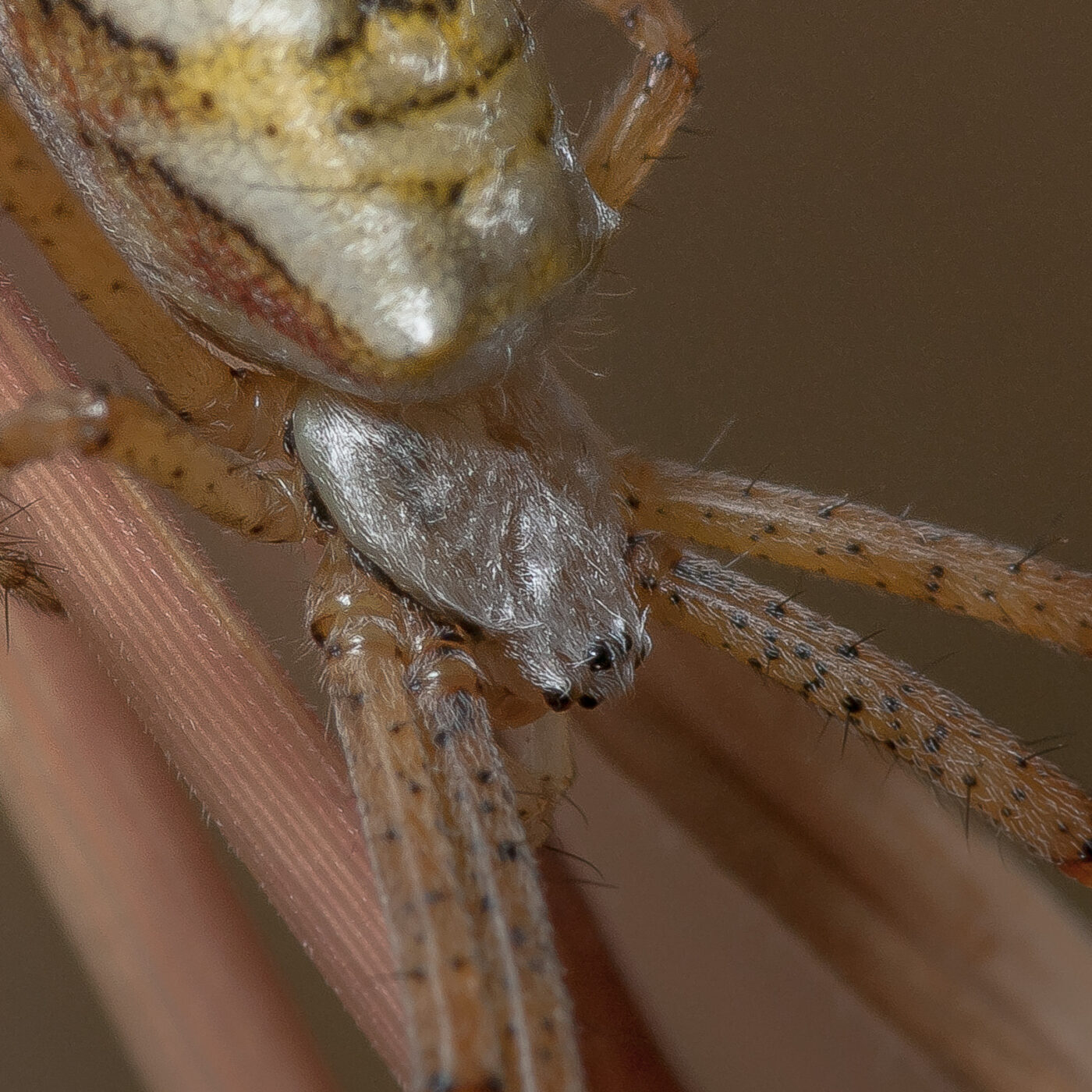 2019-07-17 - NSG Resser Wald und Emscherbruch