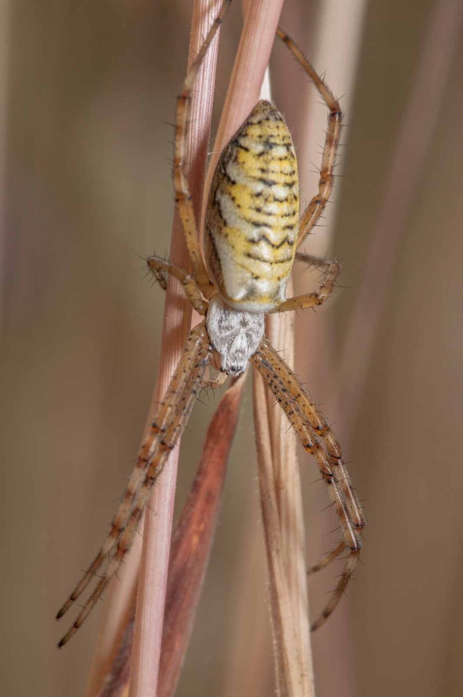 2019-07-17 - NSG Resser Wald und Emscherbruch