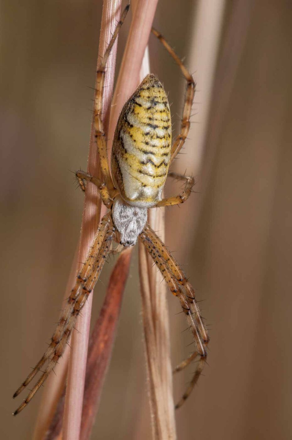 2019-07-17 - NSG Resser Wald und Emscherbruch