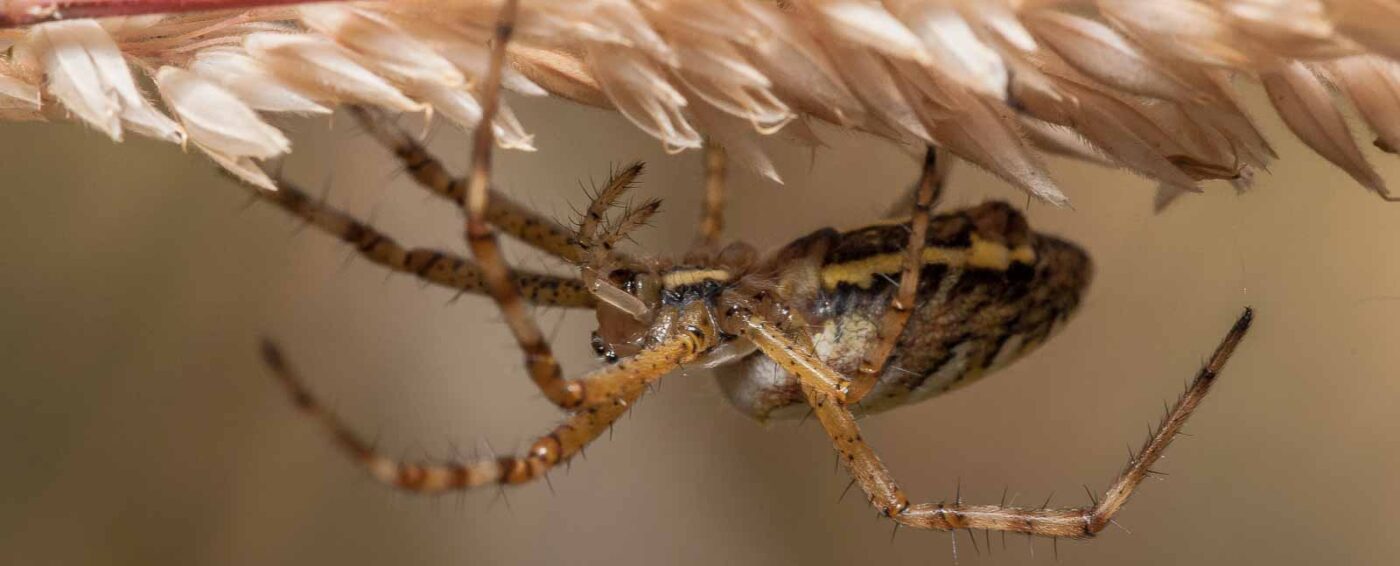 2019-07-17 - NSG Resser Wald und Emscherbruch