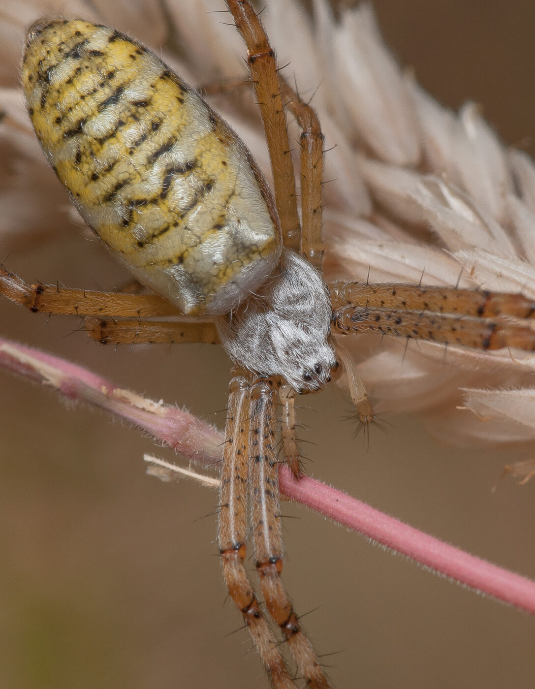 2019-07-17 - NSG Resser Wald und Emscherbruch