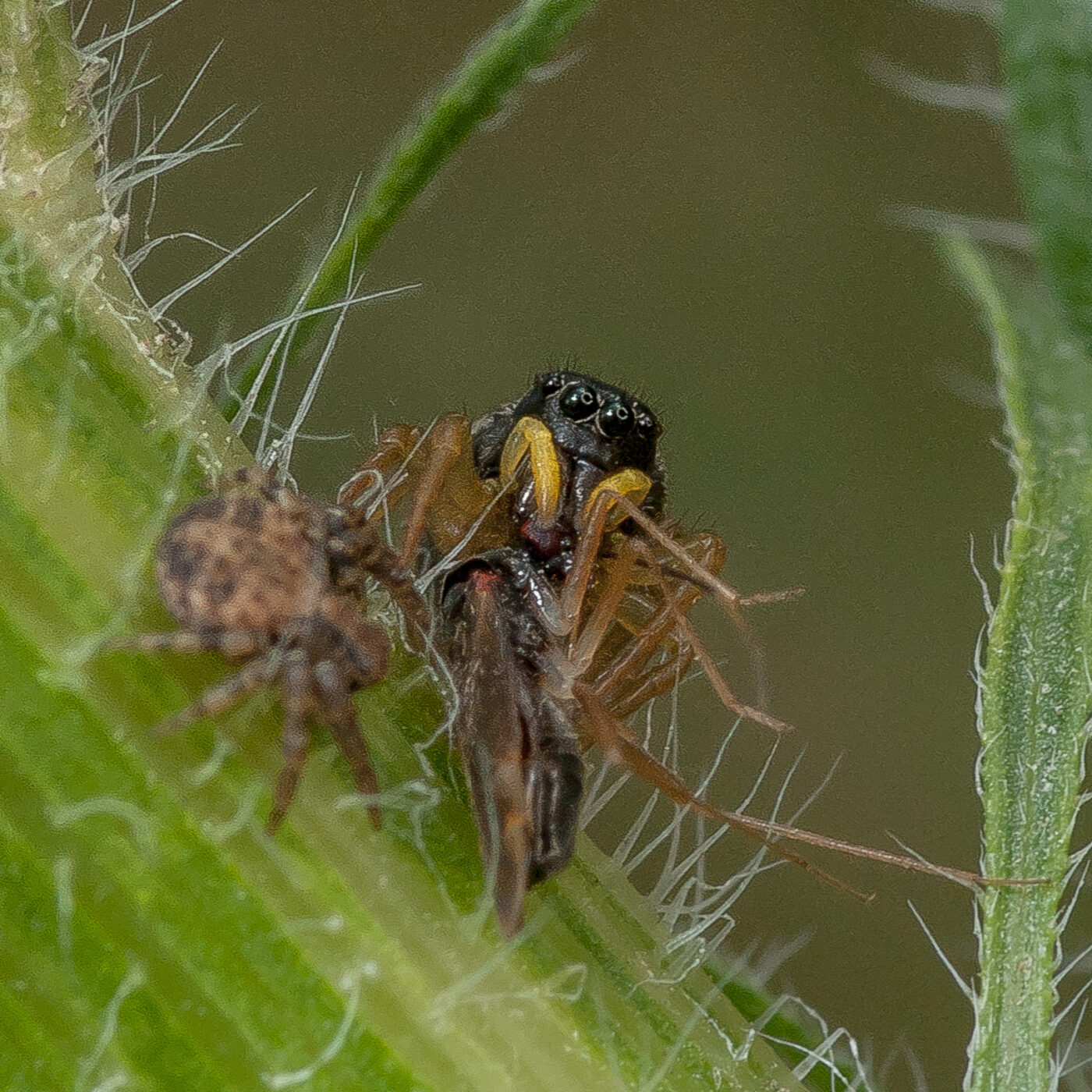 2019-07-17 - NSG Resser Wald und Emscherbruch