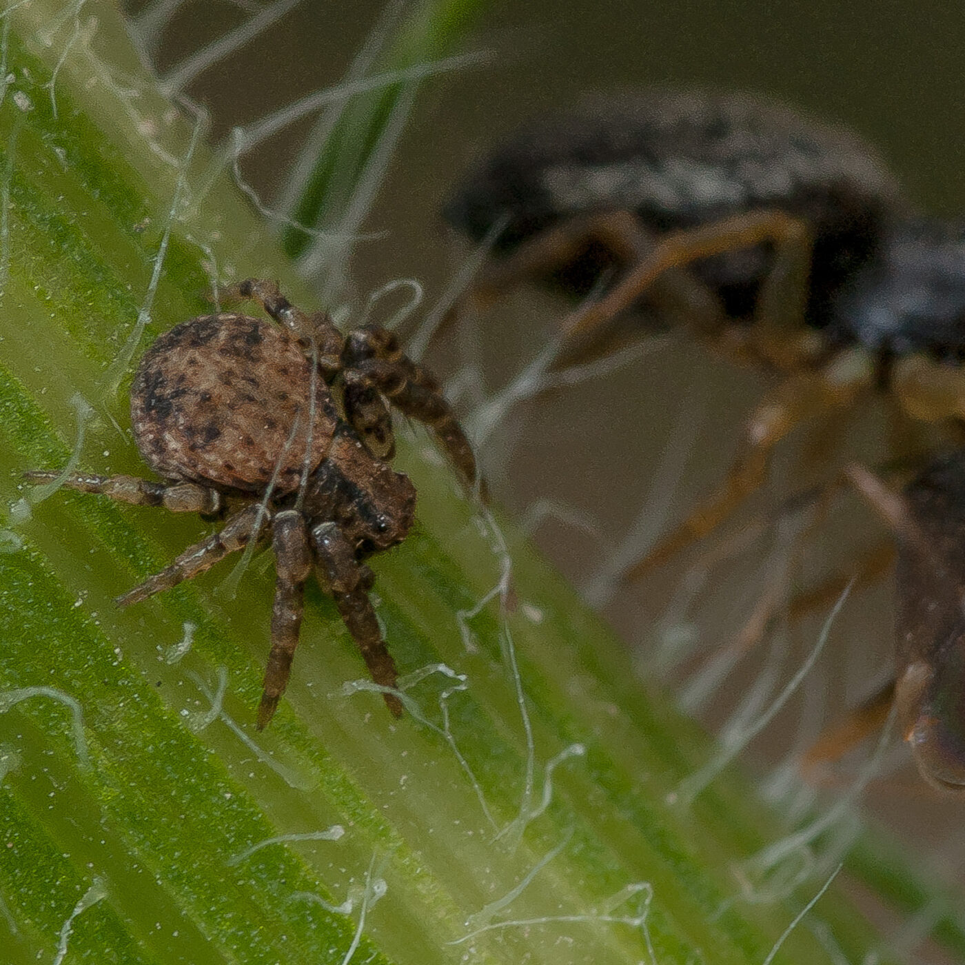 2019-07-17 - NSG Resser Wald und Emscherbruch