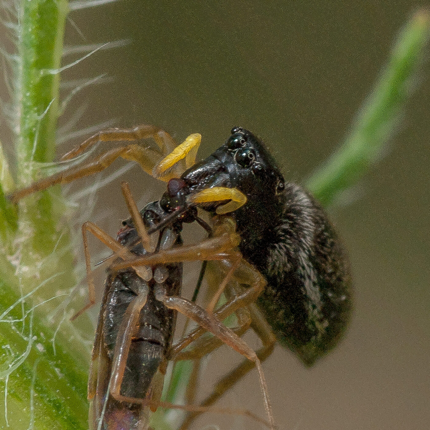 2019-07-17 - NSG Resser Wald und Emscherbruch