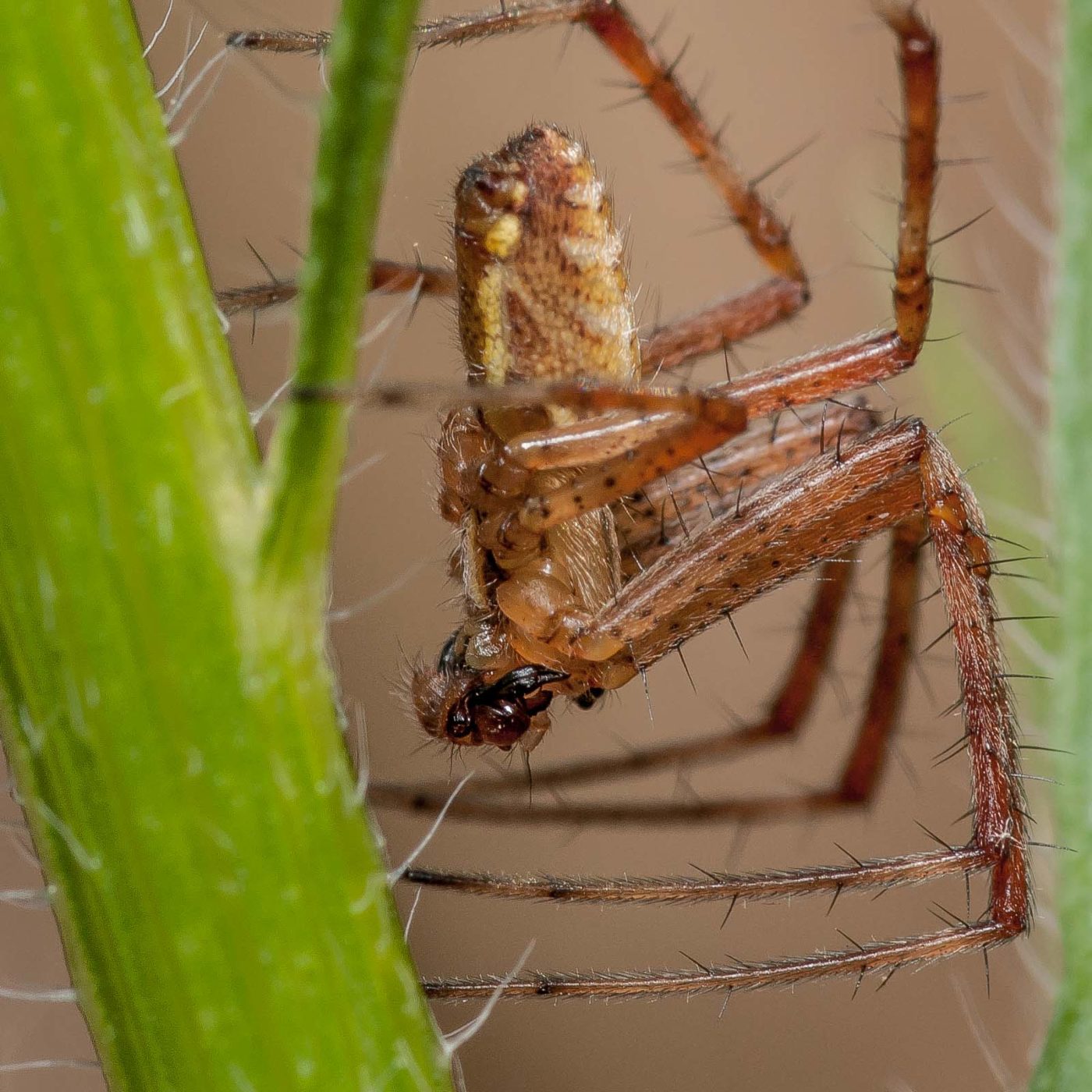 2019-07-17 - NSG Resser Wald und Emscherbruch