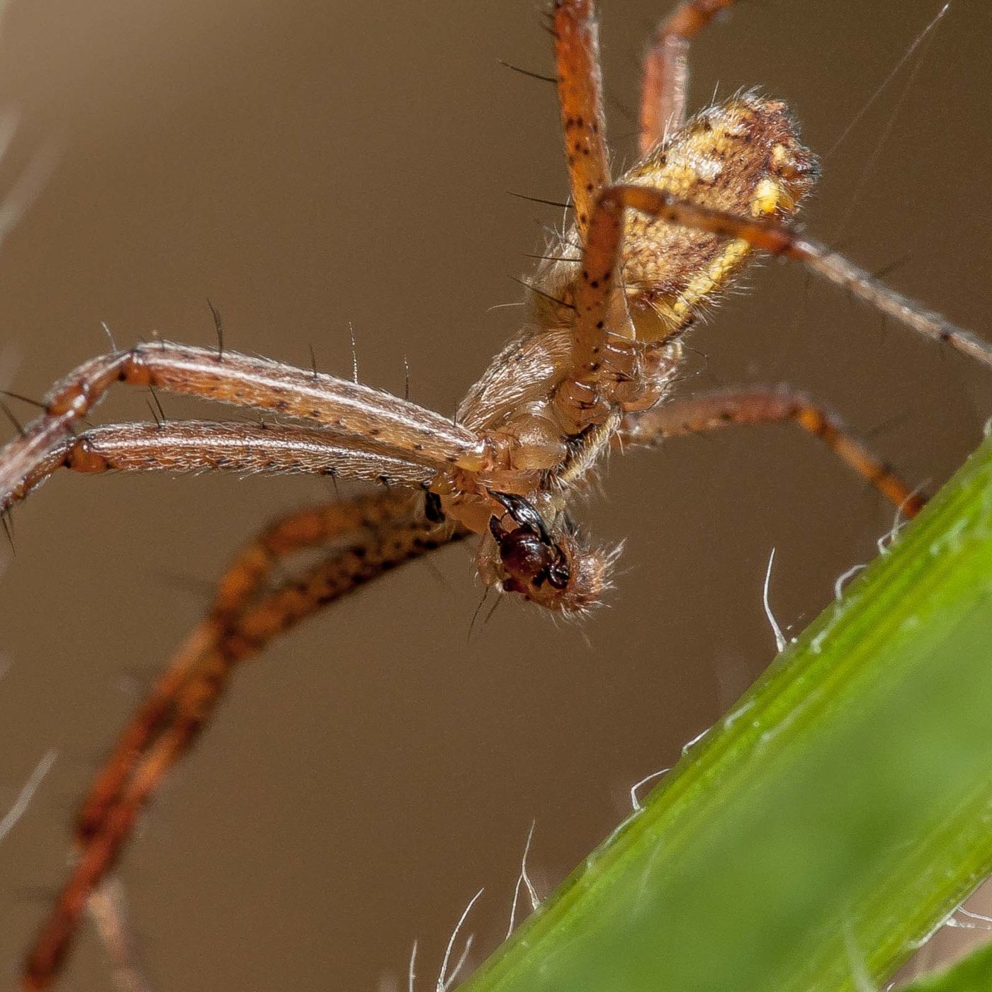 2019-07-17 - NSG Resser Wald und Emscherbruch