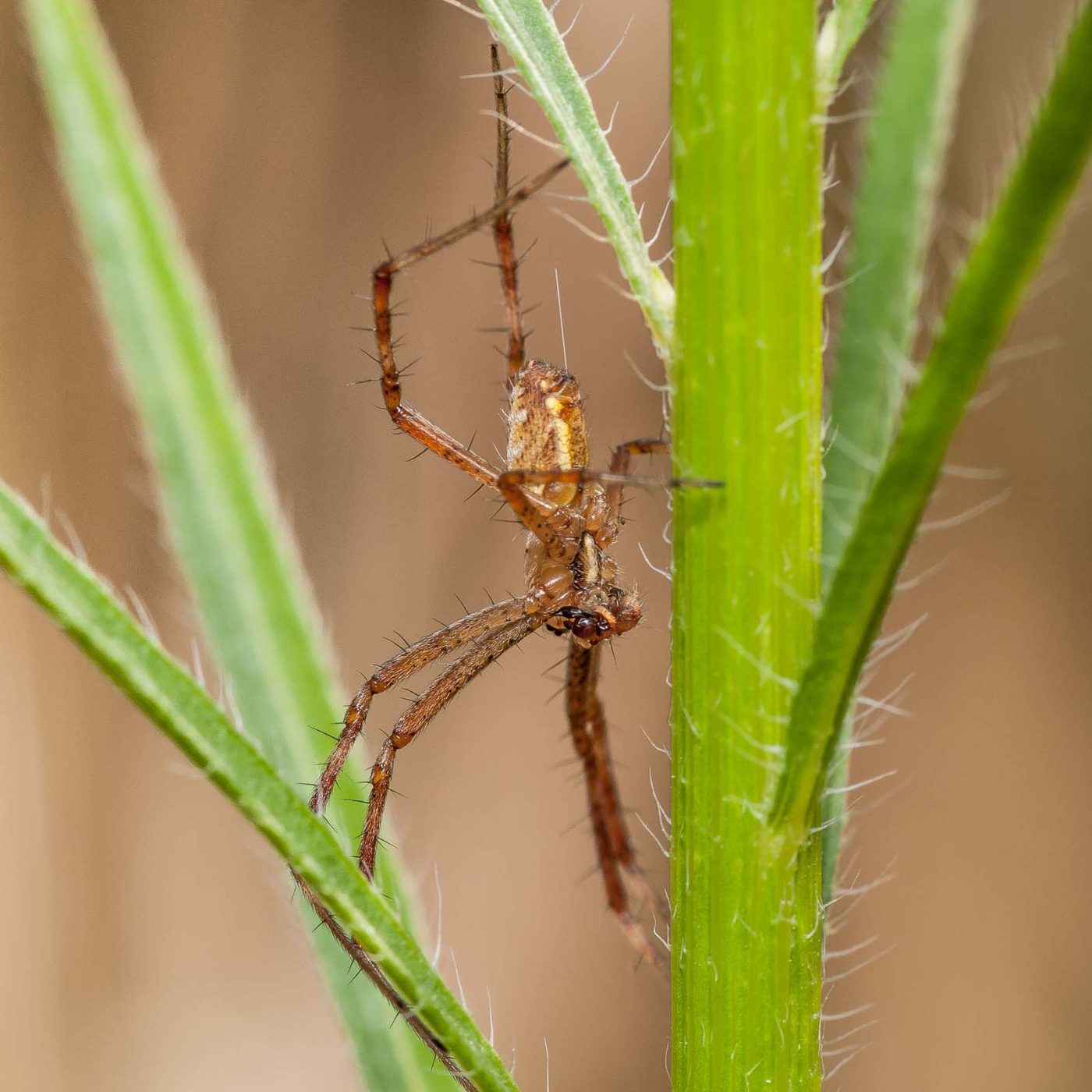2019-07-17 - NSG Resser Wald und Emscherbruch