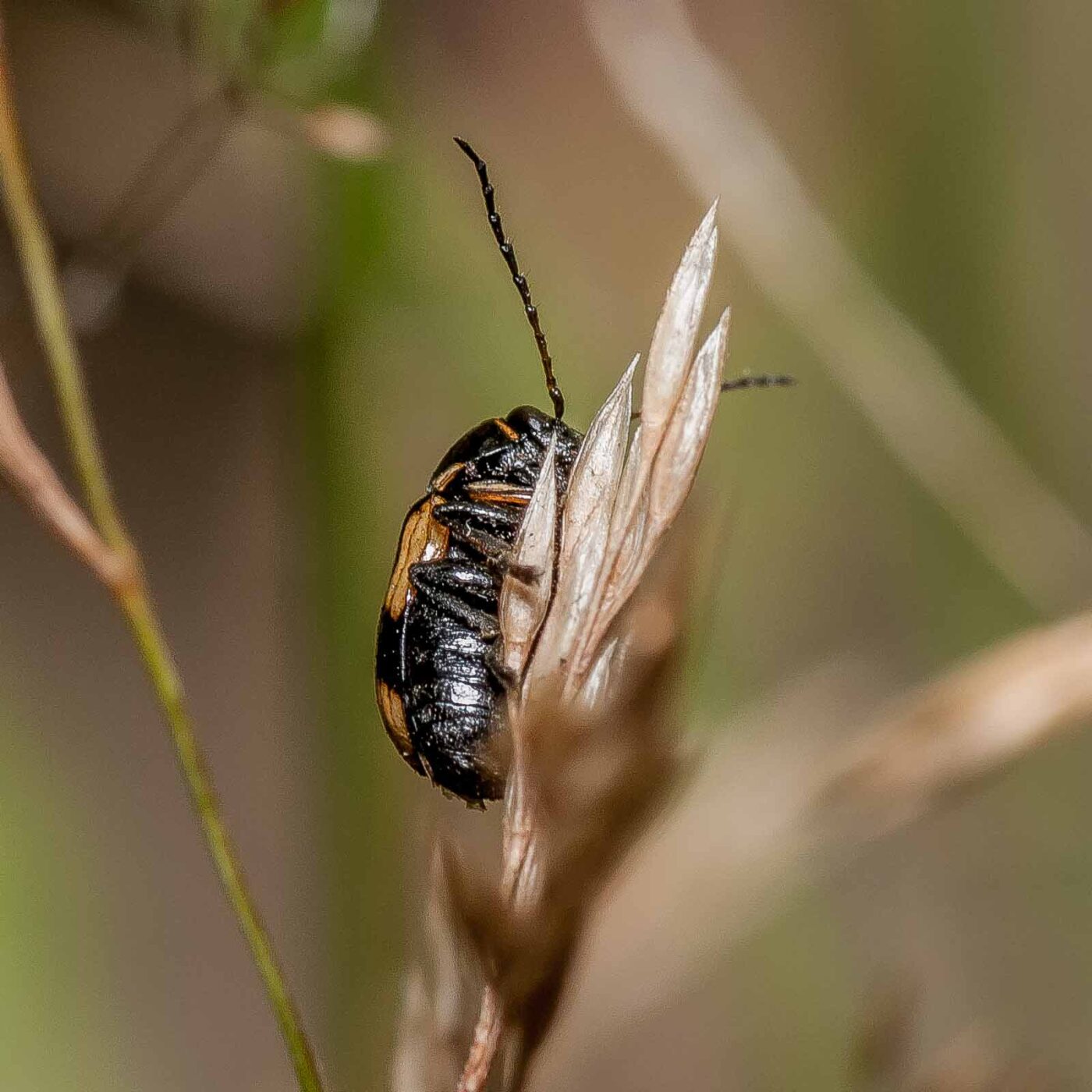 2019-07-17 - NSG Resser Wald und Emscherbruch