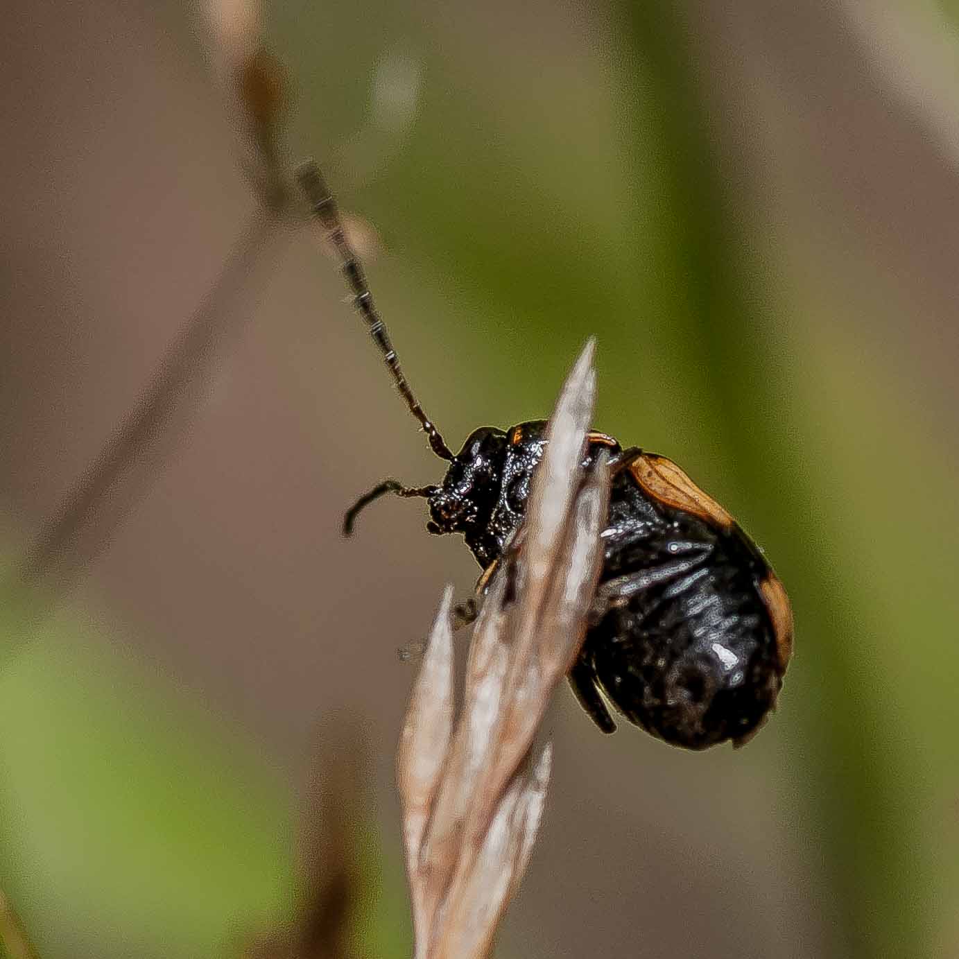 2019-07-17 - NSG Resser Wald und Emscherbruch