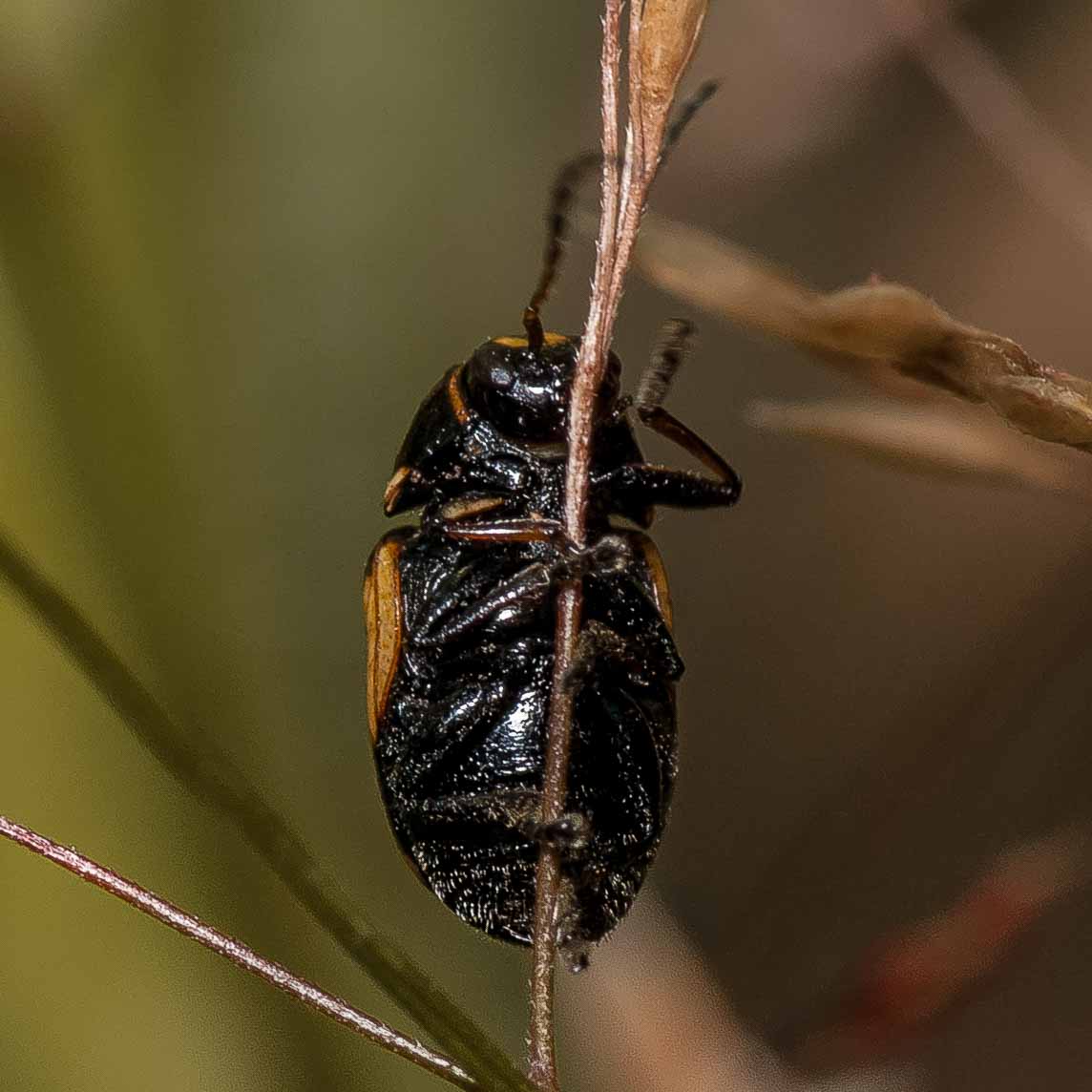 2019-07-17 - NSG Resser Wald und Emscherbruch