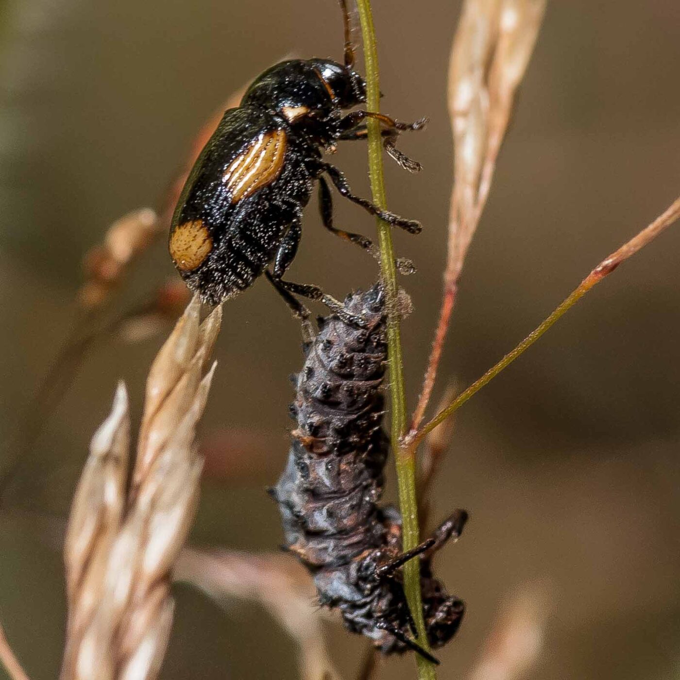 2019-07-17 - NSG Resser Wald und Emscherbruch