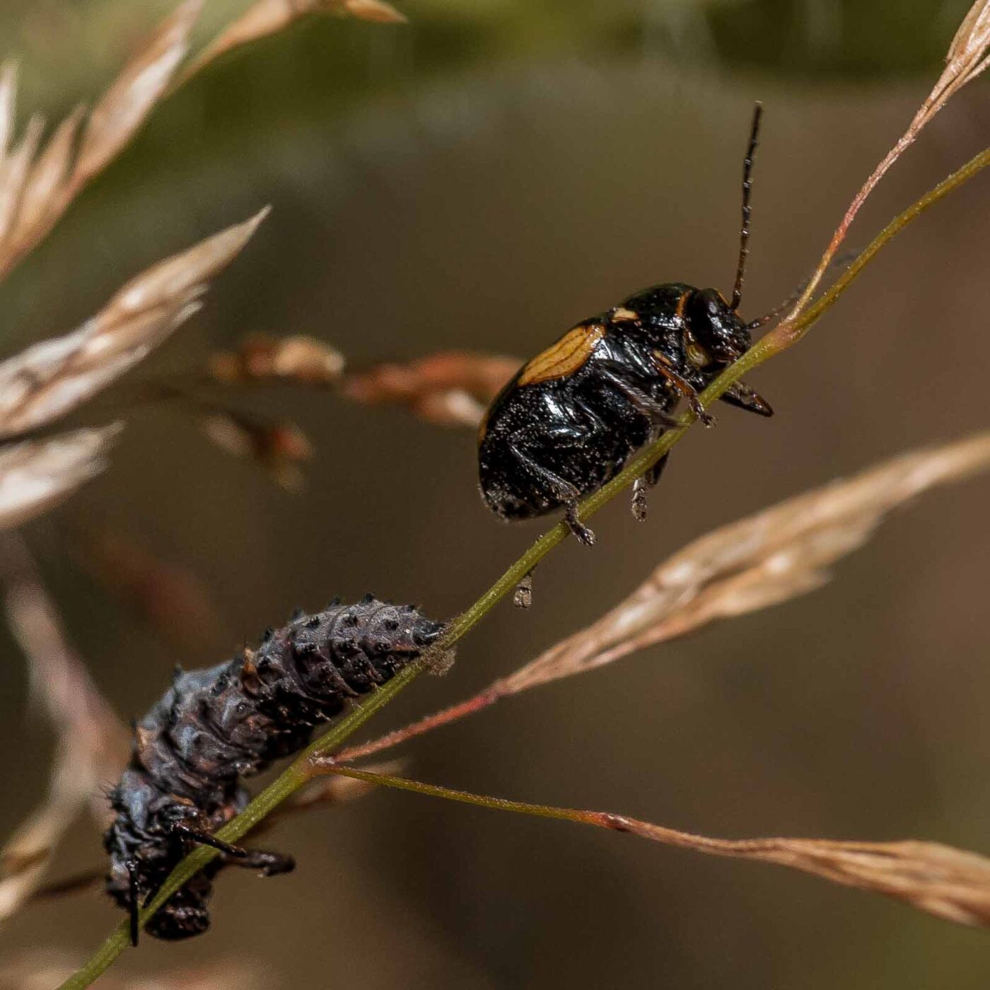2019-07-17 - NSG Resser Wald und Emscherbruch