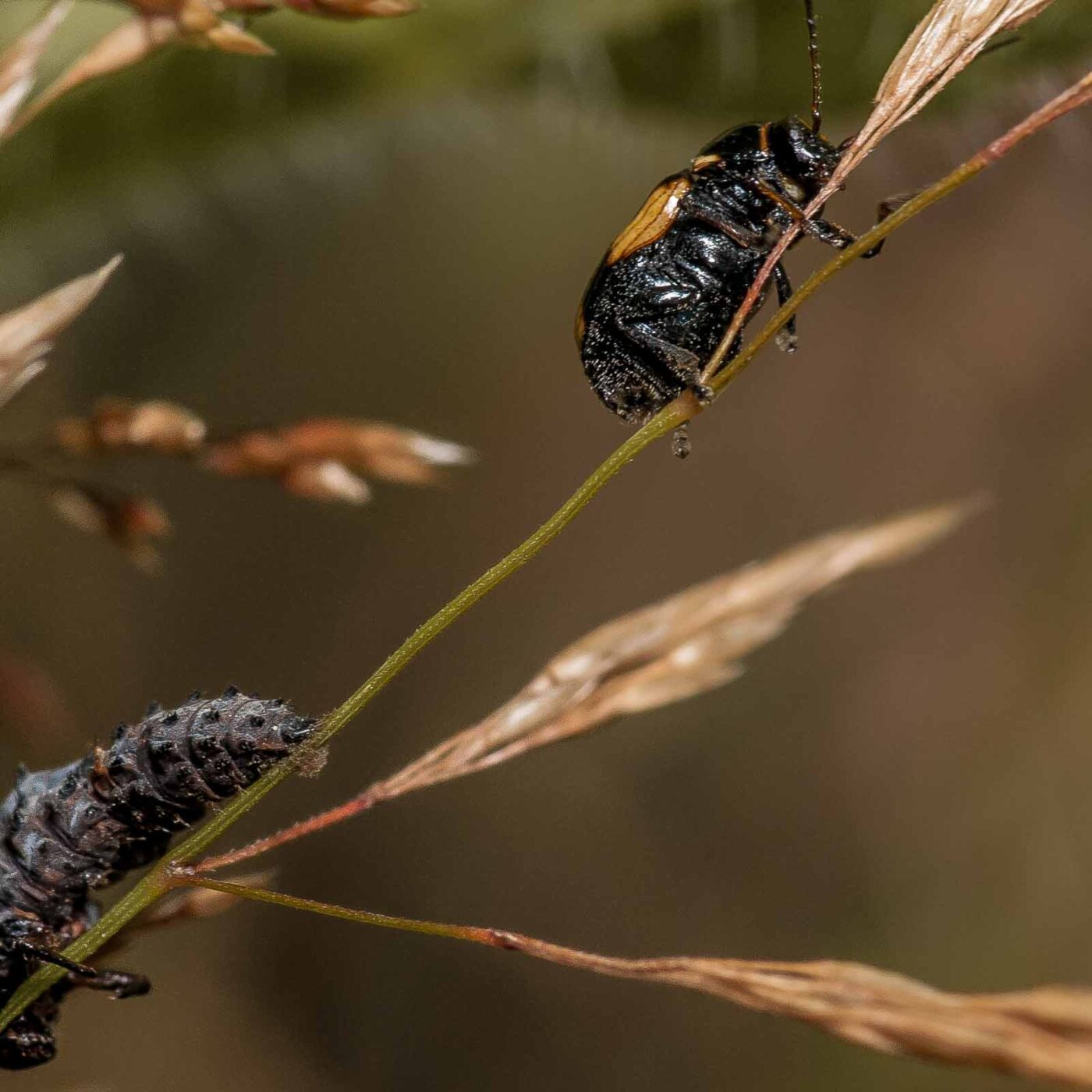 2019-07-17 - NSG Resser Wald und Emscherbruch