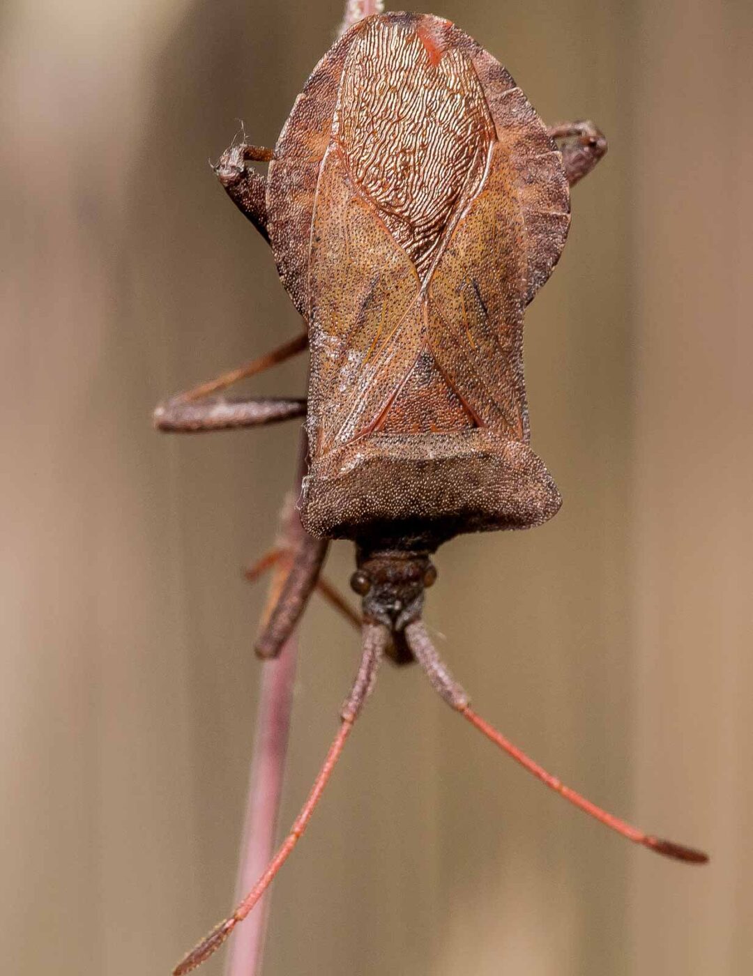 2019-07-17 - NSG Resser Wald und Emscherbruch