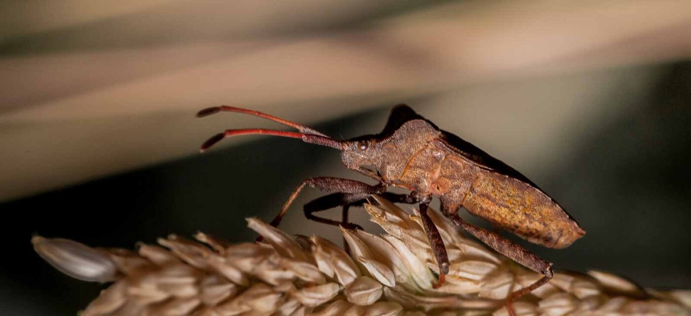 2019-07-17 - NSG Resser Wald und Emscherbruch