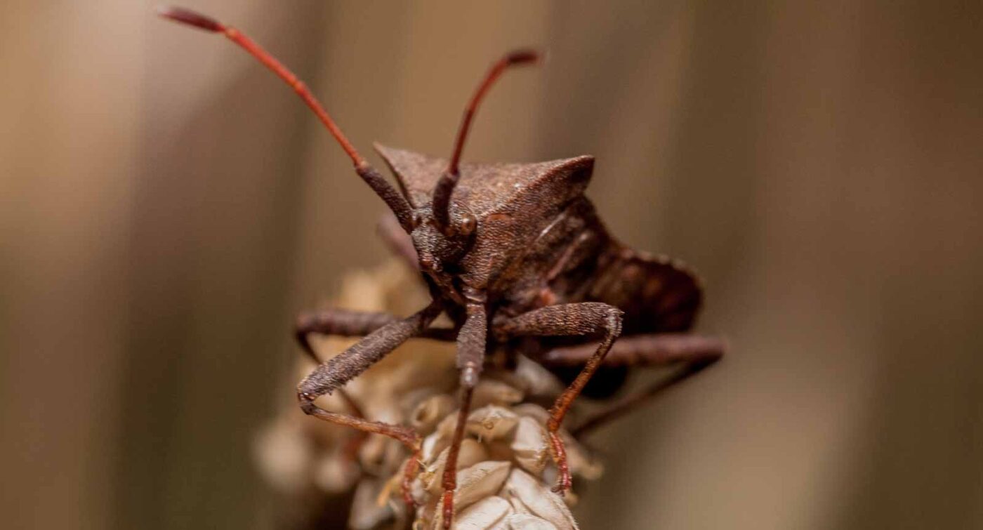 2019-07-17 - NSG Resser Wald und Emscherbruch