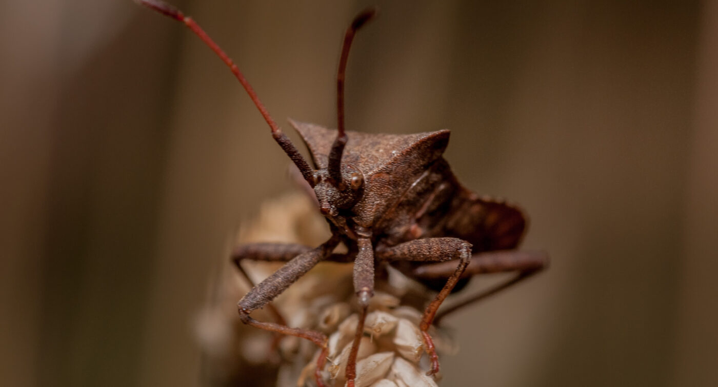 2019-07-17 - NSG Resser Wald und Emscherbruch