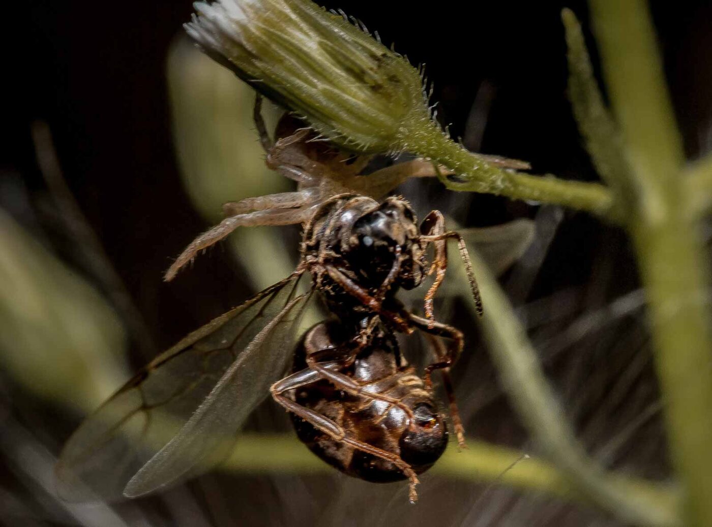 2019-07-17 - NSG Resser Wald und Emscherbruch