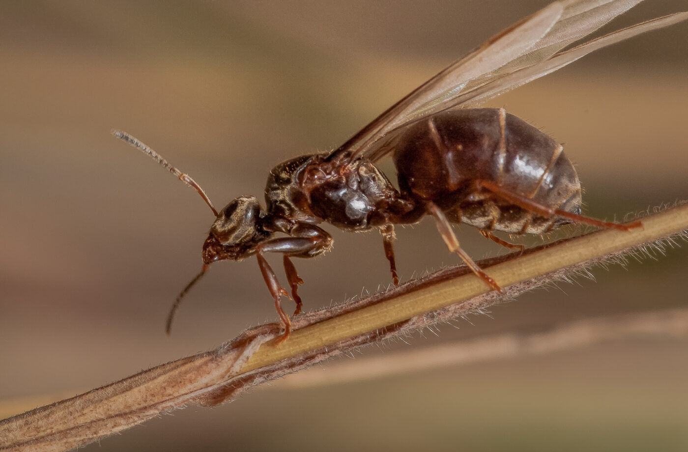 2019-07-17 - NSG Resser Wald und Emscherbruch