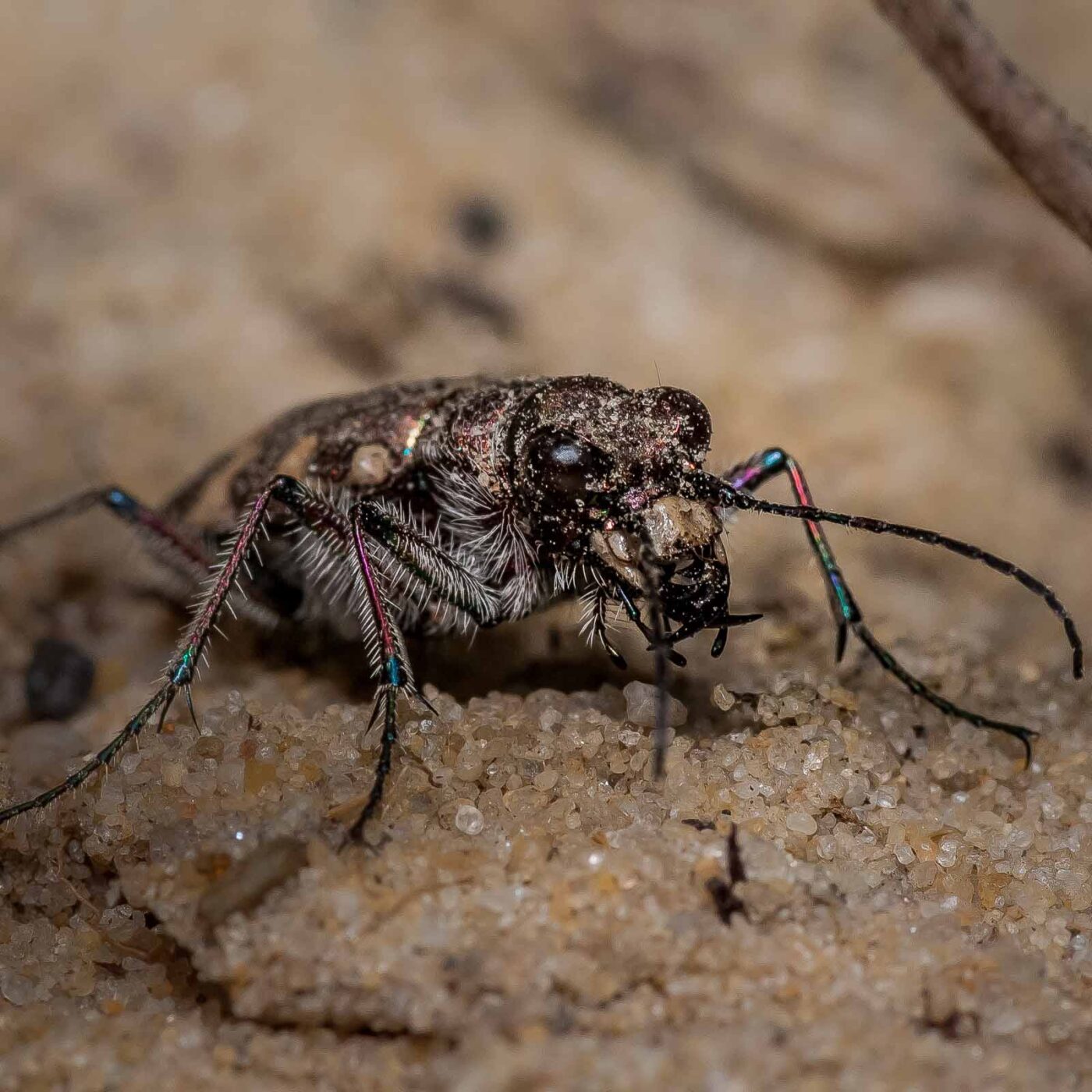 2019-07-17 - NSG Resser Wald und Emscherbruch