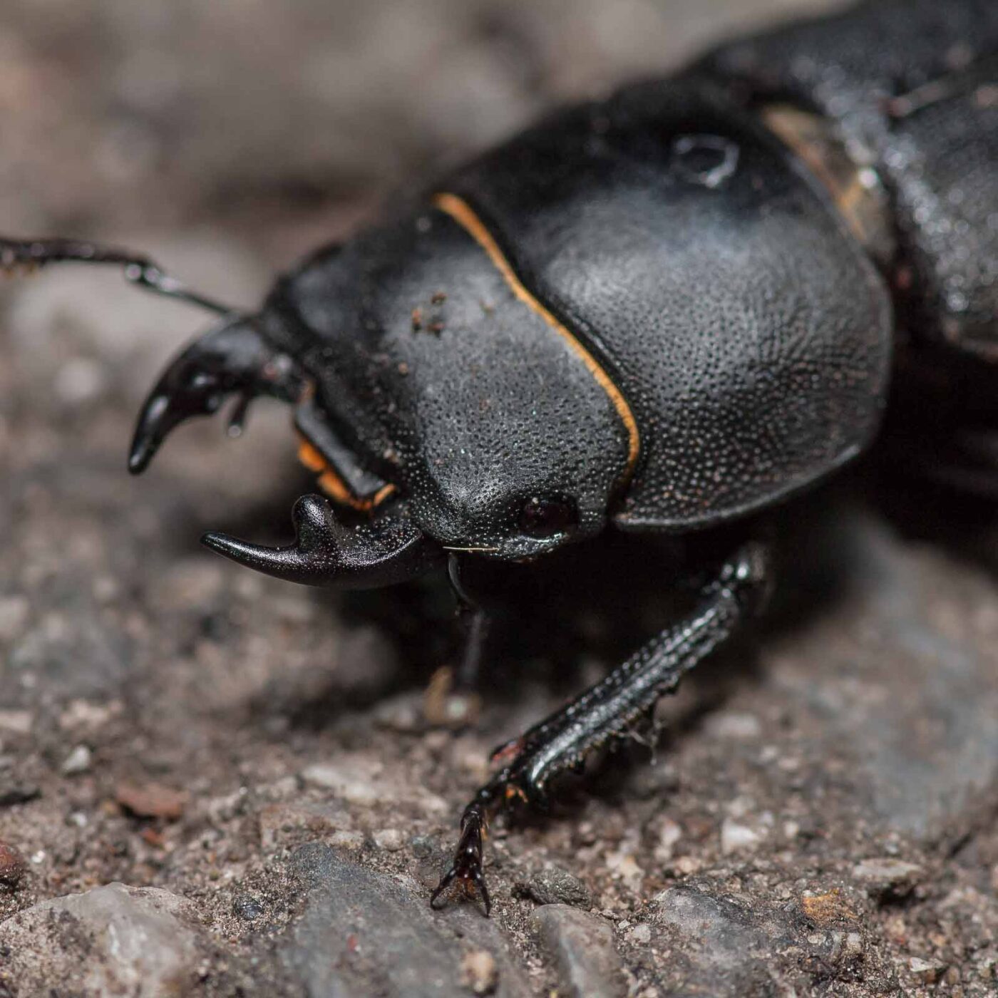 2019-07-23 - NSG Brandheide Recklinghausen