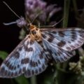 2019-07-23 - NSG Brandheide Recklinghausen